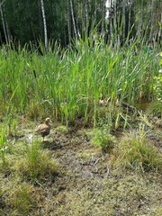 ducks and reeds in the swamp