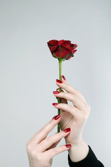 girl with red nail polish holds a beautiful red rose