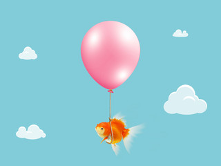 Goldfish fly with balloon . Mixed media, Gold fish floating with balloon on blue sky with cloud background