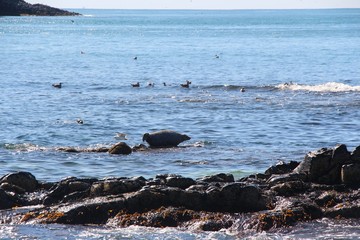 Ringed seal (Pusa hispida or Phoca hispida, also known as the jar seal and as netsik or nattiq) lies on rocky reef by Kamchatka Peninsula.