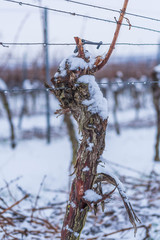 Rebenschnitt am Rebstock im Winter bei Schnee