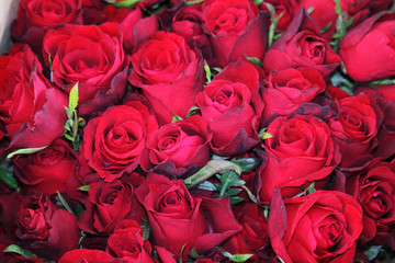 Beautiful roses in garden on soft light background