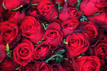 Beautiful roses in garden on soft light background