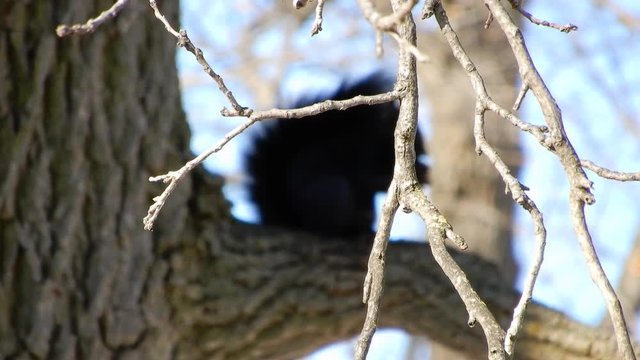 4 K In Focus Branch With Squirrel Eating Nut In Background Blurred Out