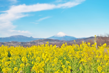 菜の花と富士山