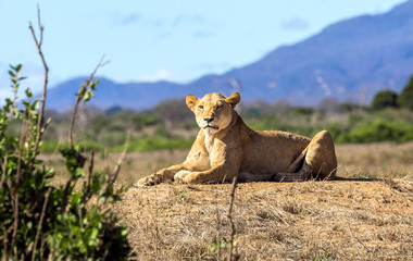African lioness in Kenya