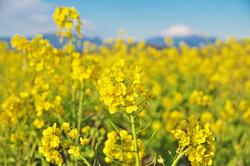 菜の花と富士山