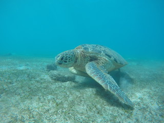 Underwater fun with turtle