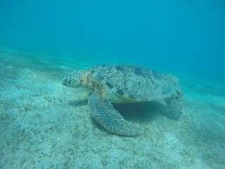 Obraz na płótnie Canvas Underwater fun with turtle