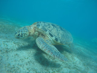 Obraz premium Underwater fun with turtle