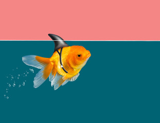 Goldfish with shark fin swimming in green water and pink sky background, Gold fish,Decorative...