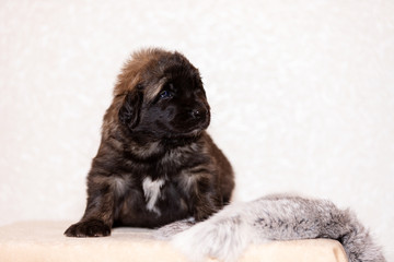Little leonberger puppy sits at beige background