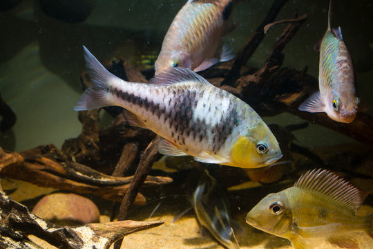 Spanner Barb (Barbodes lateristriga) a tropical fish