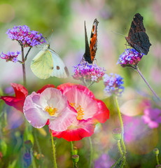 Panele Szklane Podświetlane  letnia łąka z czerwonymi makami i motylami