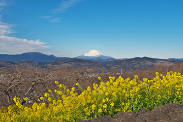 Obraz premium 菜の花と富士山