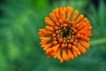 calendula flowers closeup for background
