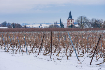 Vines in the foreground, church tower in the background in winter in Rheinhessen, Rheinland-pfalz, Germany
