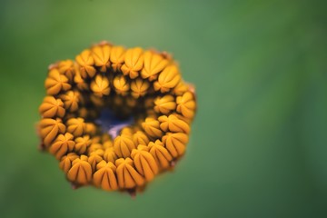 calendula flowers closeup for background