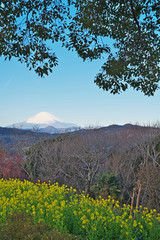 Fototapeta premium 菜の花と富士山