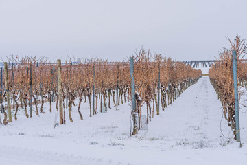 Winter landscape with snow and vineyards in rheinhessen, germany