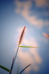 grass flower vintage