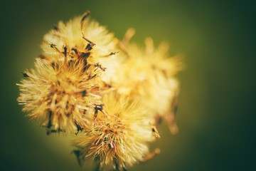 closeup of the blooming flowers for background