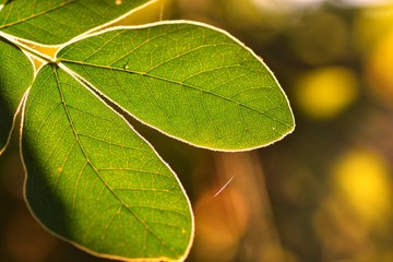 light shining through the green leaf in morning 