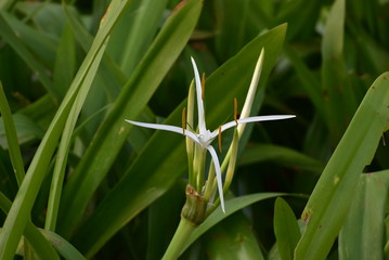 green plant in the garden with a white flower in it.