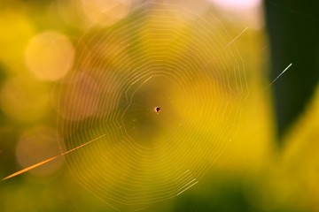 spider web closeup for background