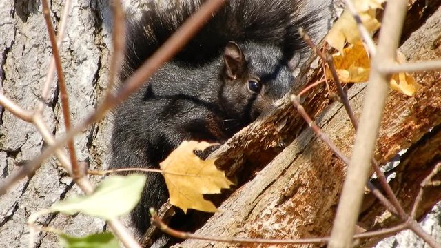 4 K Black Squirrel Going To Sleep Amongst Tree Branches And Leaves