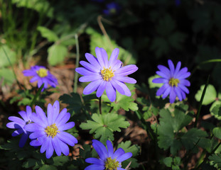 Fototapeta premium Balkan anemone, Grecian windflower or winter windflower, a lovely blue flower blooming early spring. Anemone blanda.