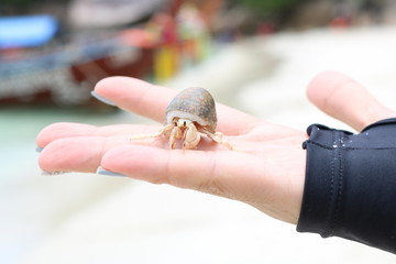 Hermit crab