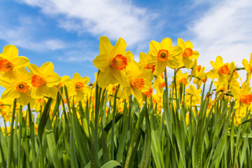 yellow dutch daffodil flowers close up low angle of view with blue sky background - Powered by Adobe