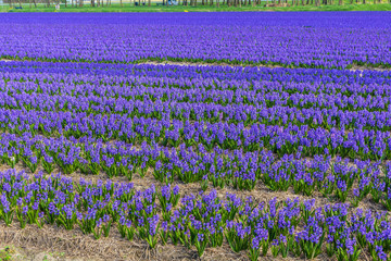 rows of purple dutch common  hyacinth flowers with blue sky background