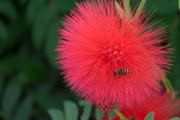 Red Spike Flower with bee