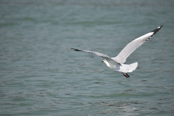 seagull in flight on water