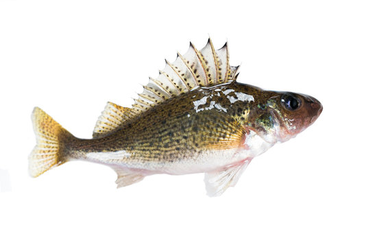 Fish ruff (Gymnocephalus cernuus) isolated