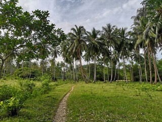 Palm trees in the Philippines