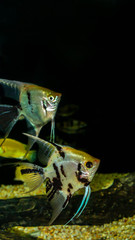 angel fish (Pterophyllum sp) in a biotope aquarium