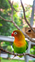 colorful love bird Agapornis fischeri perching on the branch