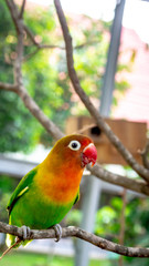 colorful love bird Agapornis fischeri perching on the branch