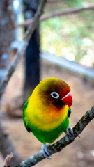 colorful love bird Agapornis fischeri perching on the branch
