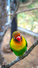 colorful love bird Agapornis fischeri perching on the branch