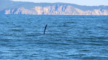 Obraz premium The dorsal fin of a killer whale is visible above the waters of the Pacific Ocean near the Kamchatka Peninsula, Russia. Orca is a toothed whale belonging to the oceanic dolphin family.