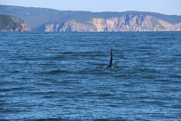 The dorsal fin of a killer whale is visible above the waters of the Pacific Ocean near the...