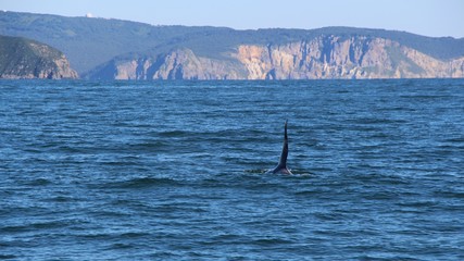 Naklejka premium The dorsal fin of a killer whale is visible above the waters of the Pacific Ocean near the Kamchatka Peninsula, Russia. Orca is a toothed whale belonging to the oceanic dolphin family.