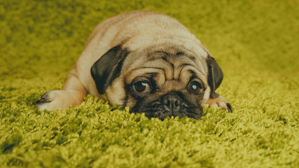 Puppy breed pug resting on the carpet, imitating the grass. Portrait of funny dog