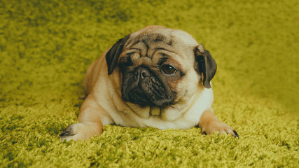 Fototapeta premium Puppy breed pug resting on the carpet, imitating the grass. Portrait of funny dog
