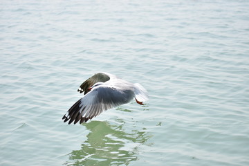Fototapeta na wymiar seagull in flight on water