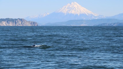 Naklejka premium The dorsal fin of a killer whale is visible above the waters of the Pacific Ocean near the Kamchatka Peninsula, Russia. Koryaksky volcano is visible in the background.